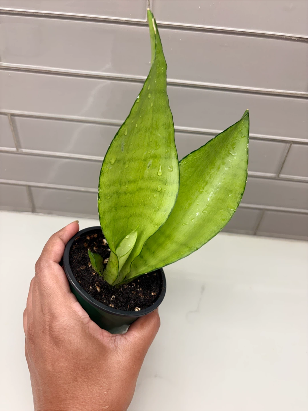 Snake Plant -3.5” pot - photo 4