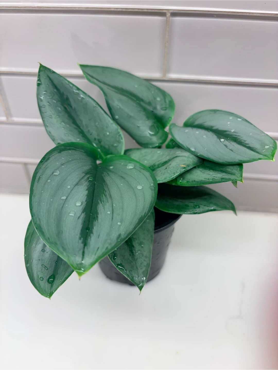 Scindapsus Treubii Moonlight Plant