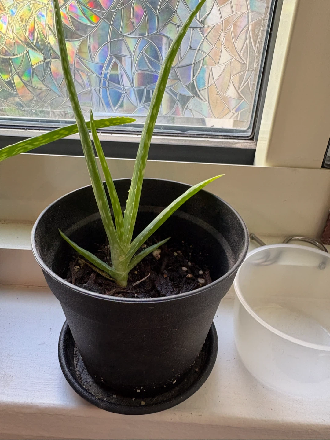 Baby Aloe Vera Plant in Pot