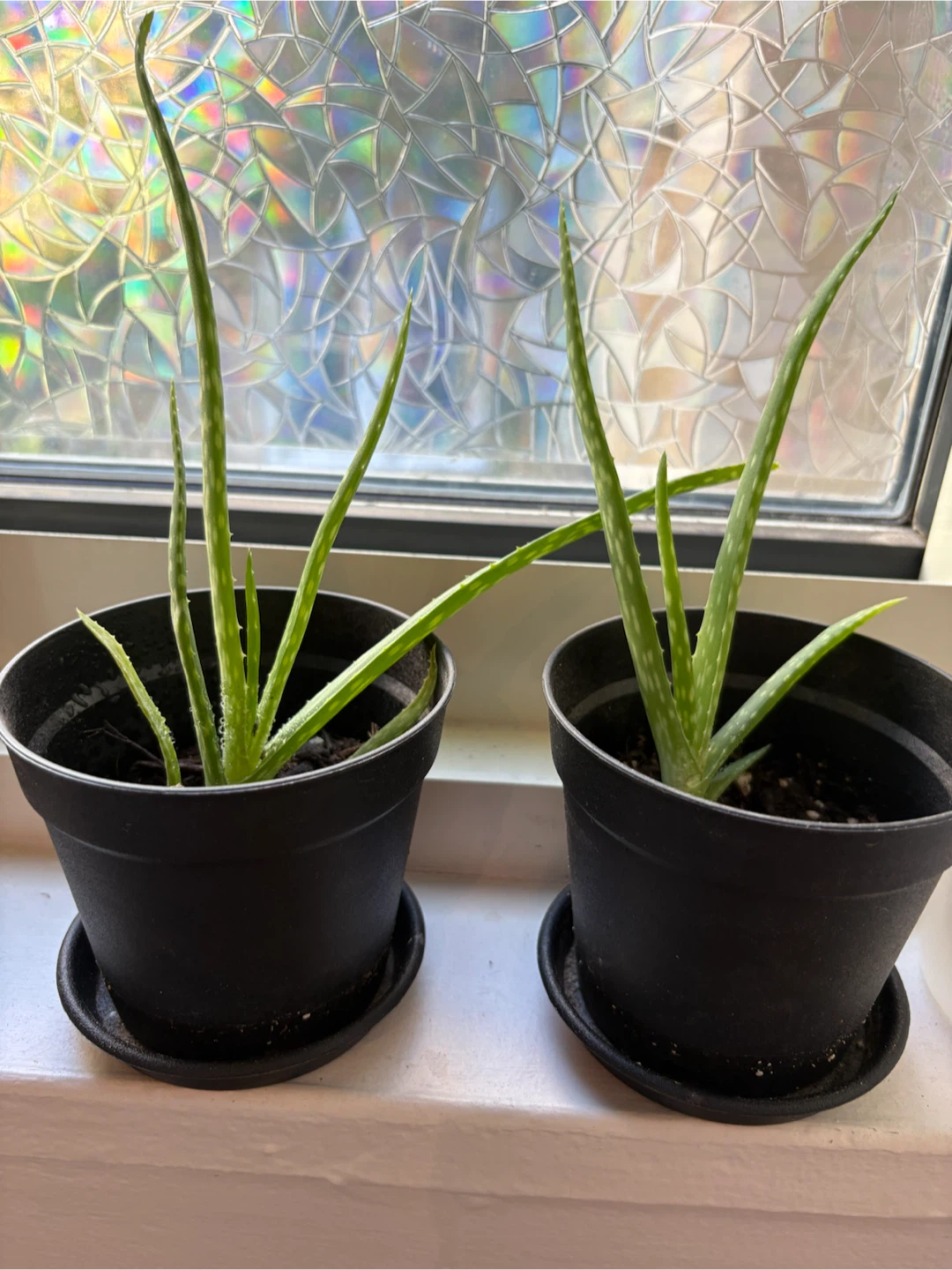 Baby Aloe Vera Plant in Pot - photo 2