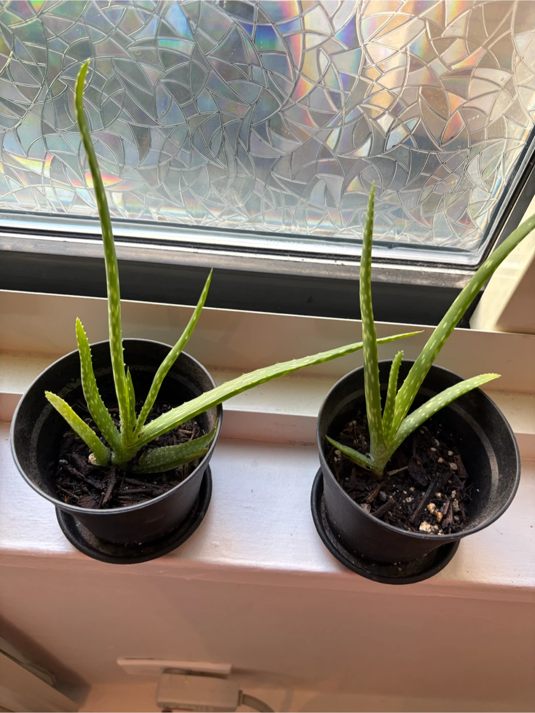 Baby Aloe Vera Plant in Pot - photo 3