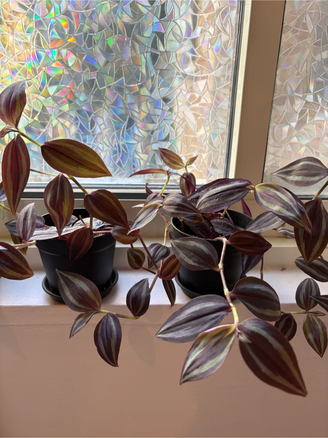 Tradescantia Zebrina in black pot - photo 2