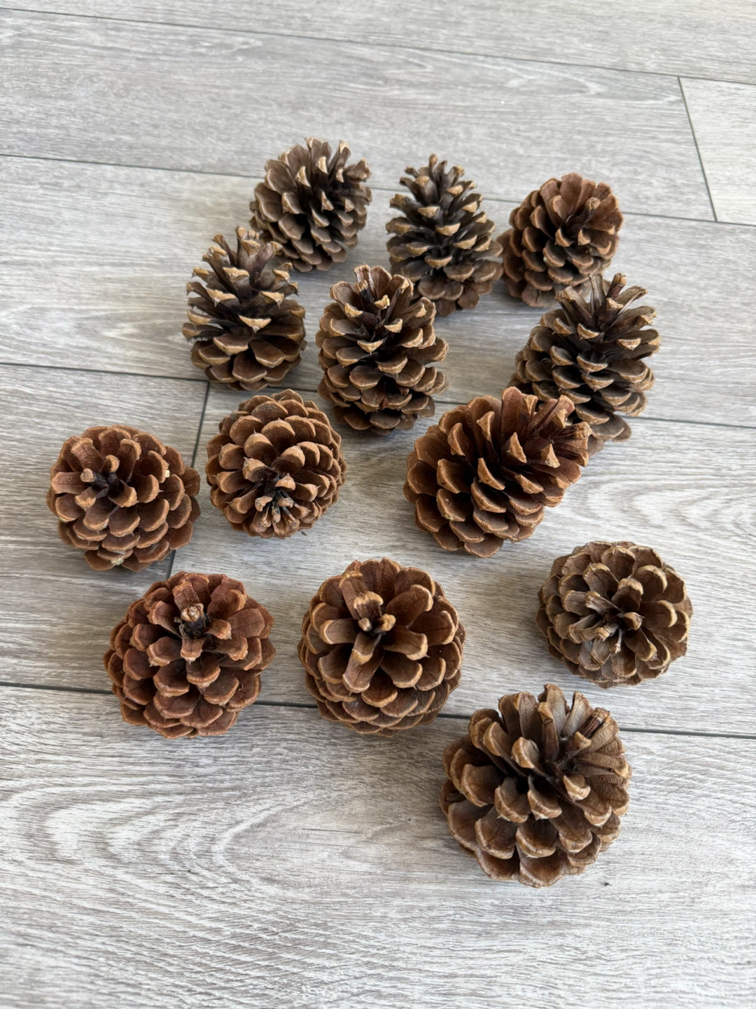 Set of 13 Natural Pinecones