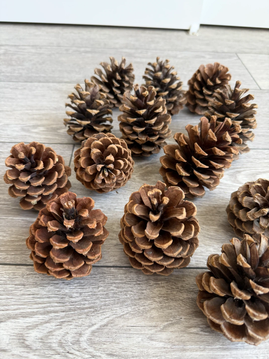 Set of 13 Natural Pinecones - photo 2