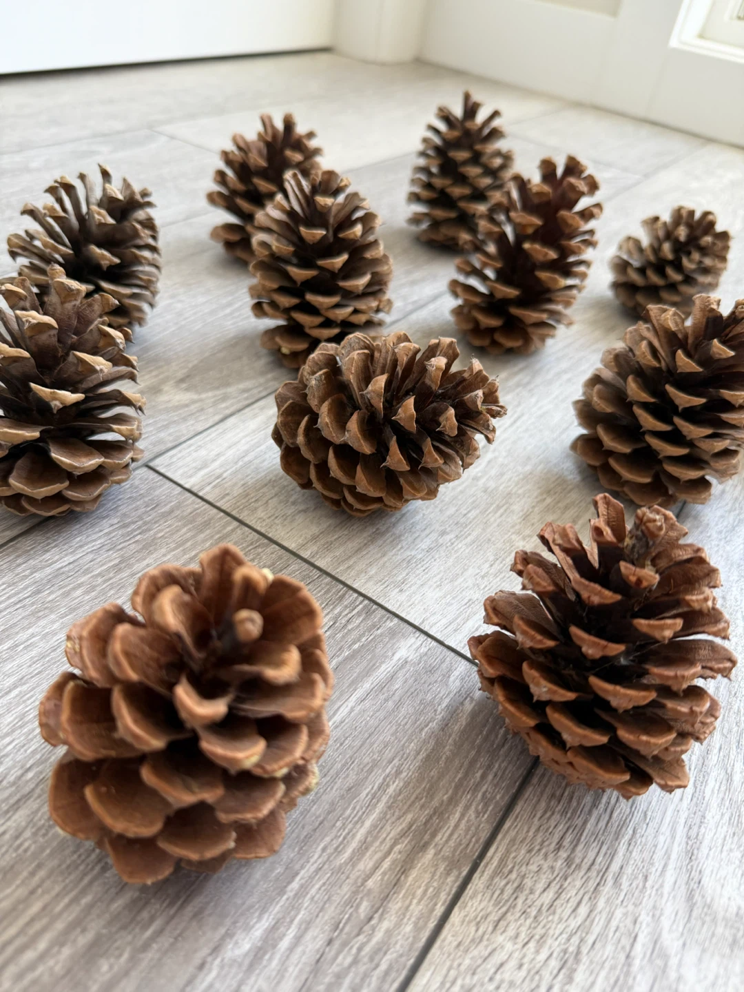 Set of 13 Natural Pinecones - photo 3