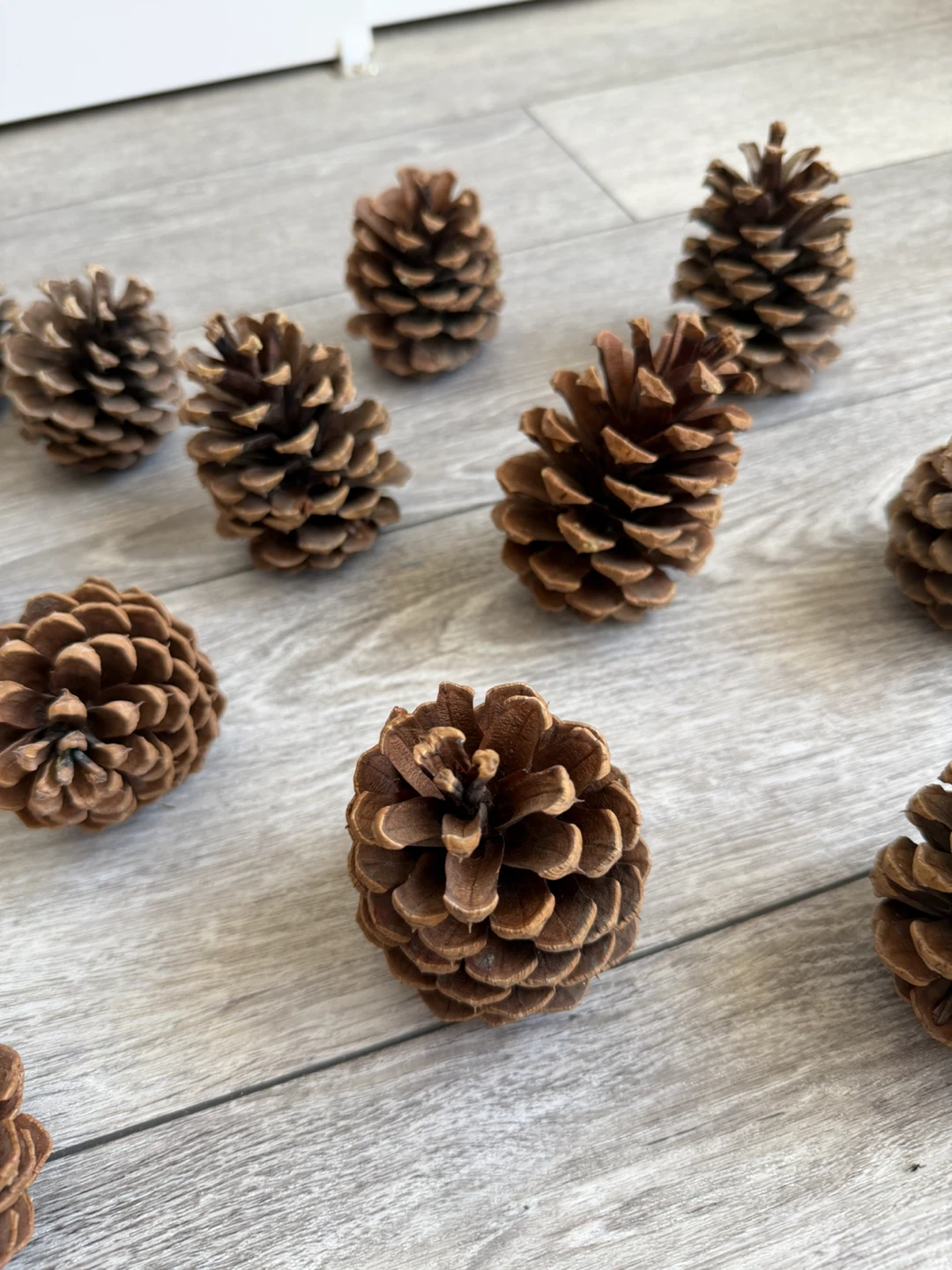 Set of 13 Natural Pinecones - photo 4