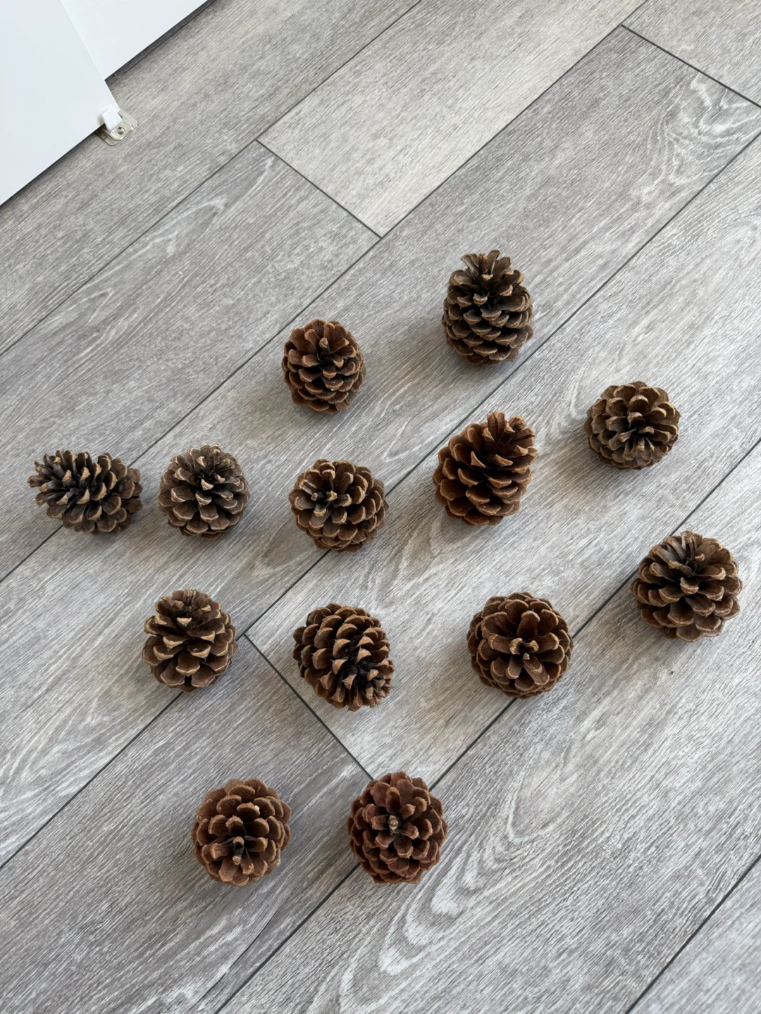 Set of 13 Natural Pinecones - photo 5