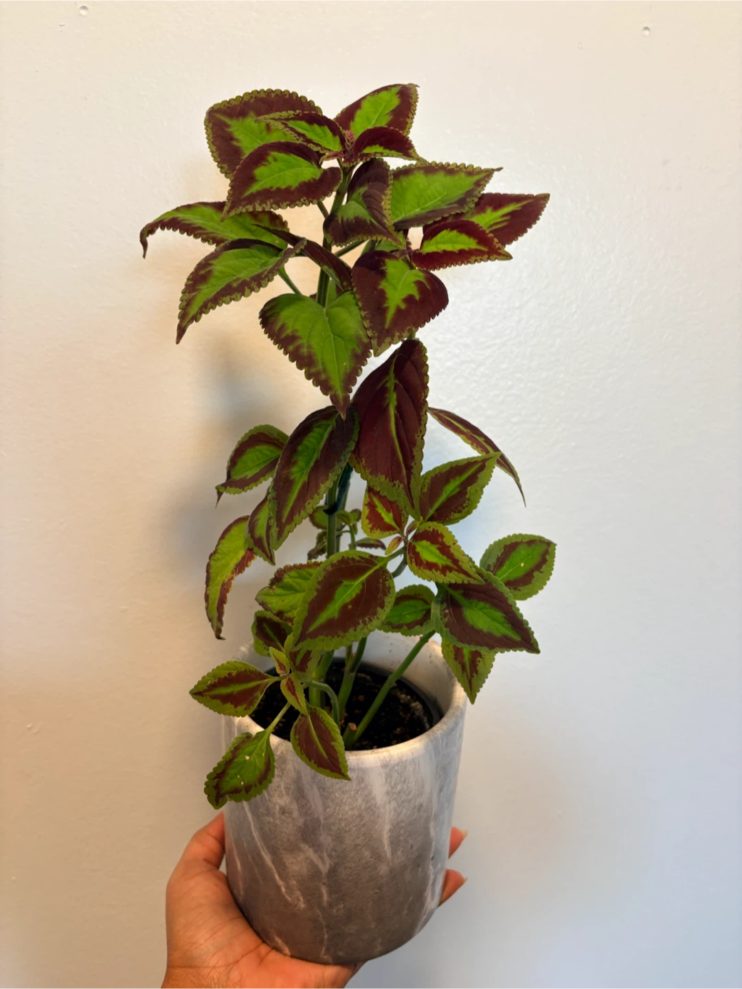 Coleus Houseplant