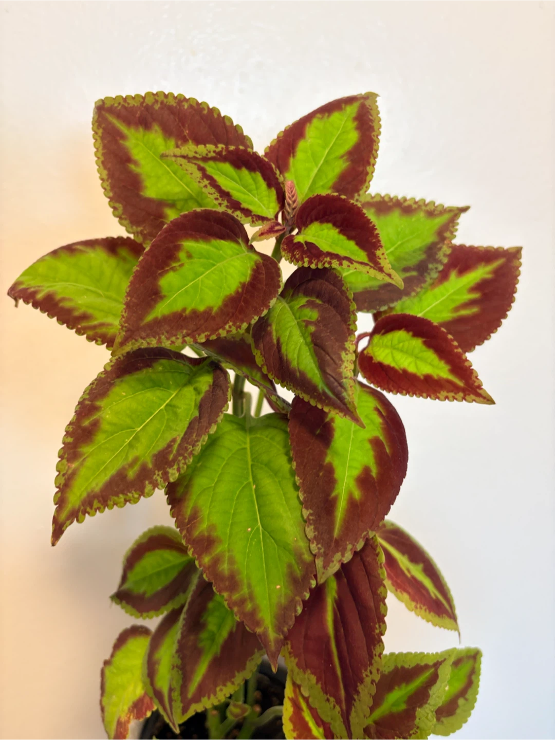 Coleus Houseplant - photo 2