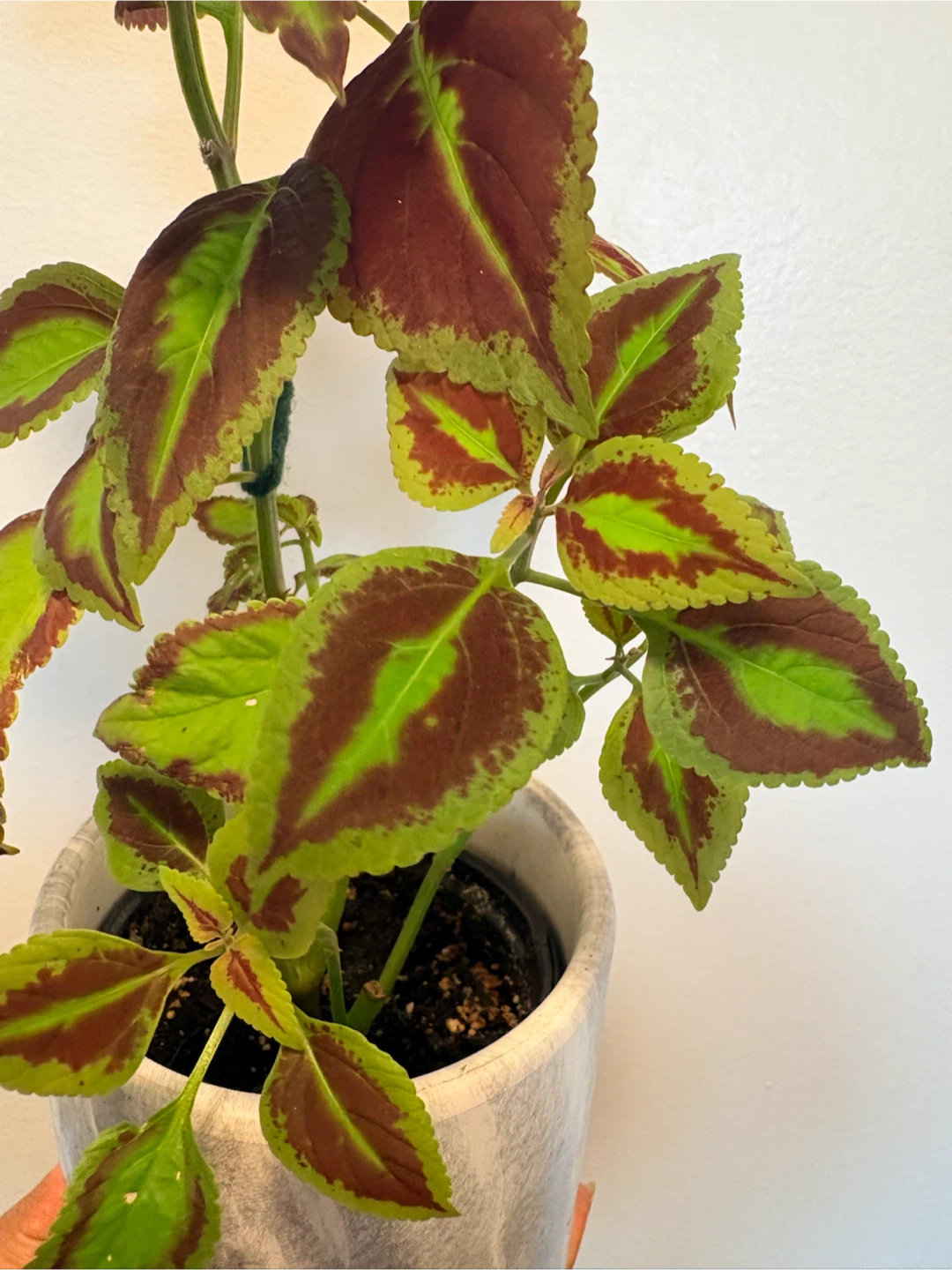 Coleus Houseplant - photo 3