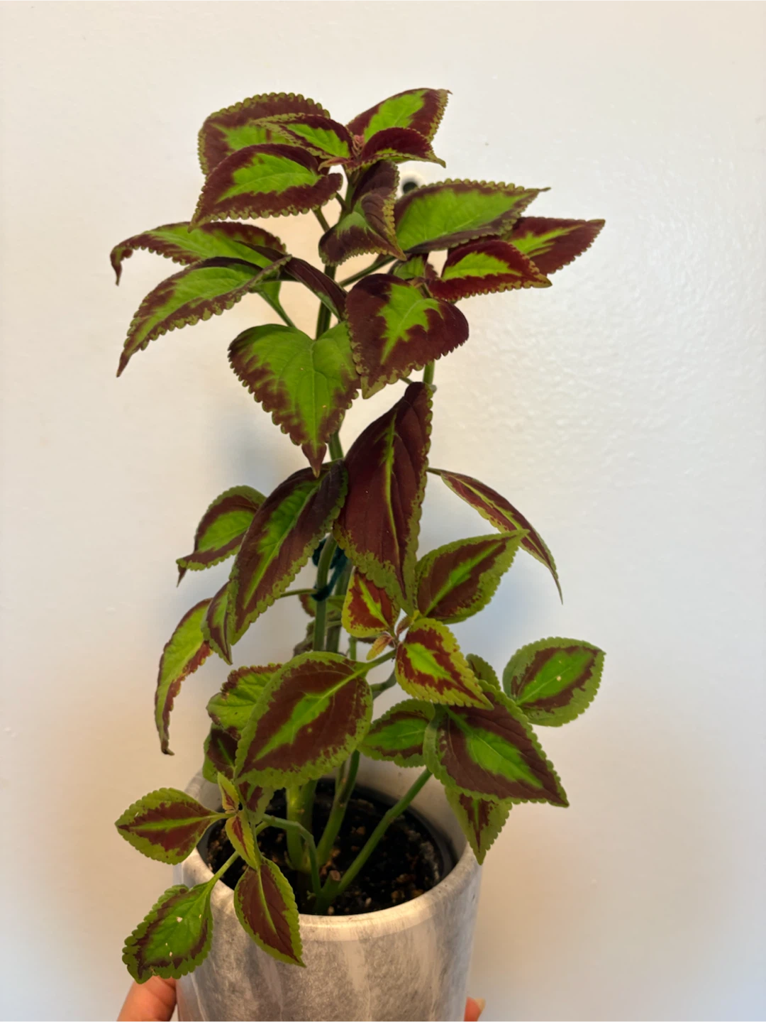 Coleus Houseplant - photo 4