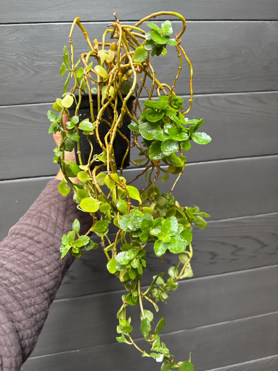 Kalanchoe Houseplant