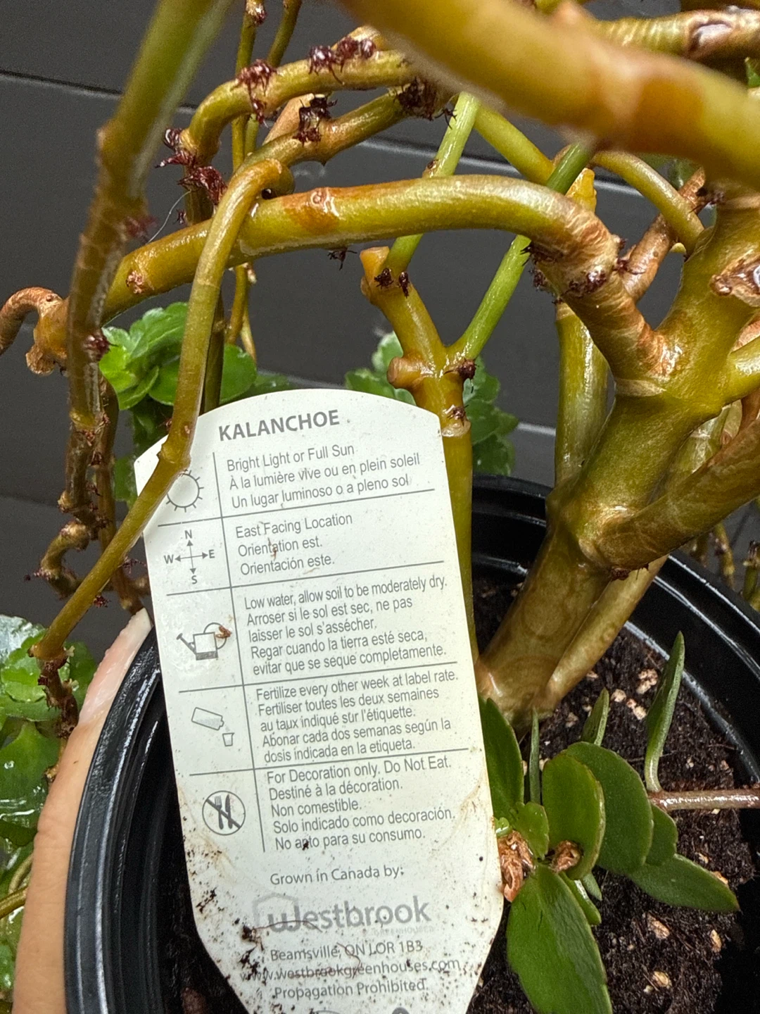 Kalanchoe Houseplant - photo 2