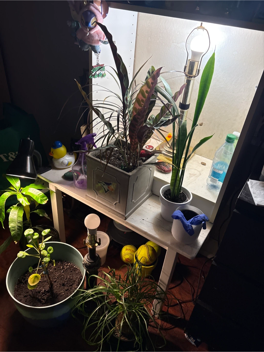 Assorted Houseplants and Planters