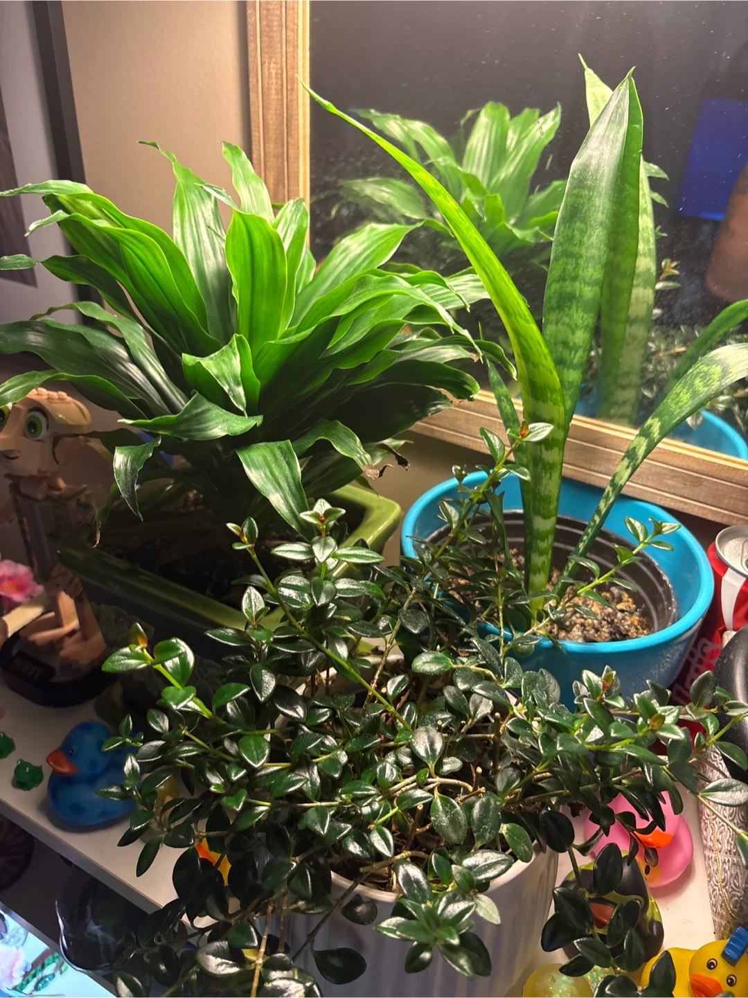 Assorted Houseplants and Planters - photo 2