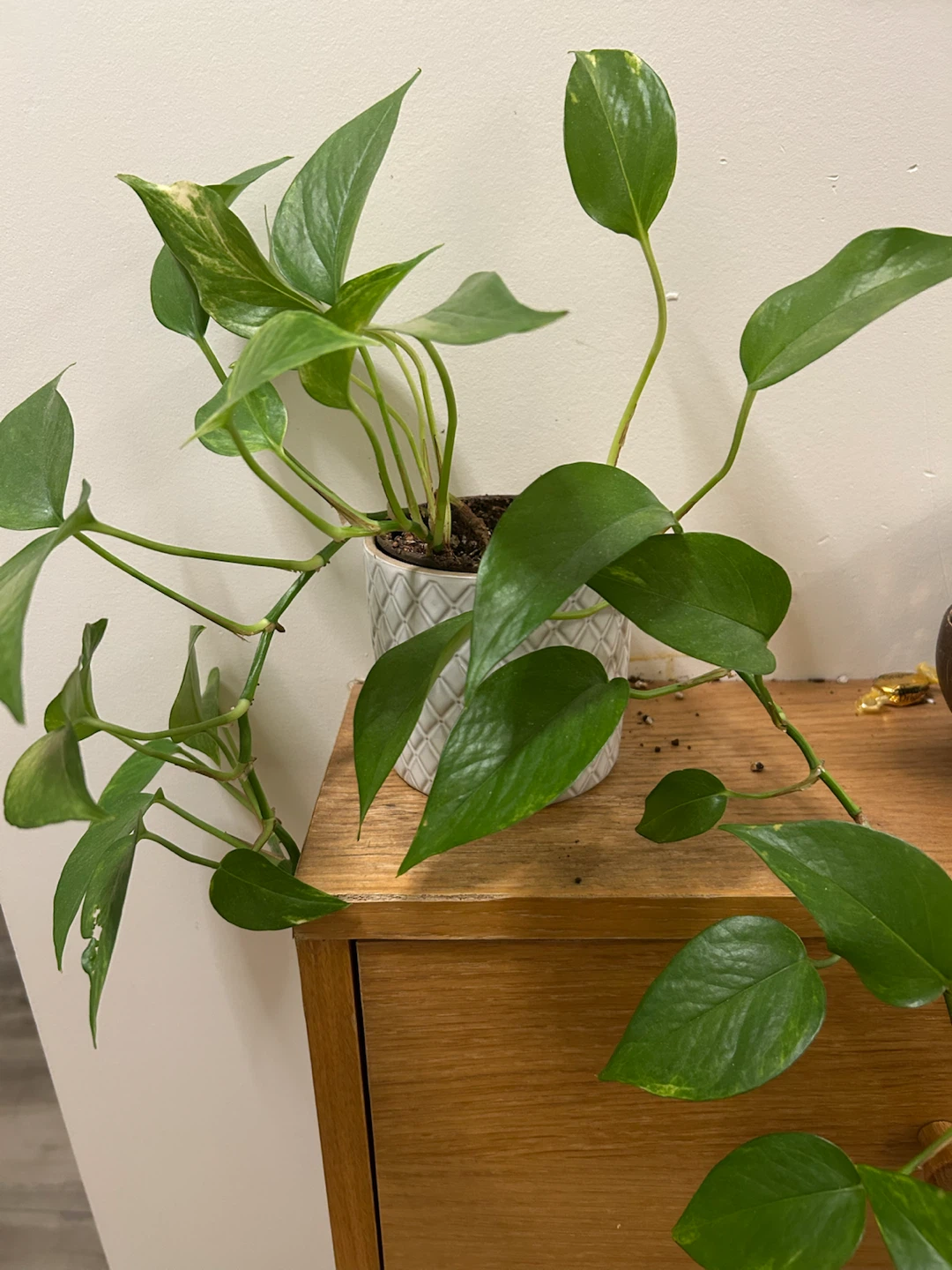 Pothos plant in white decorative pot
