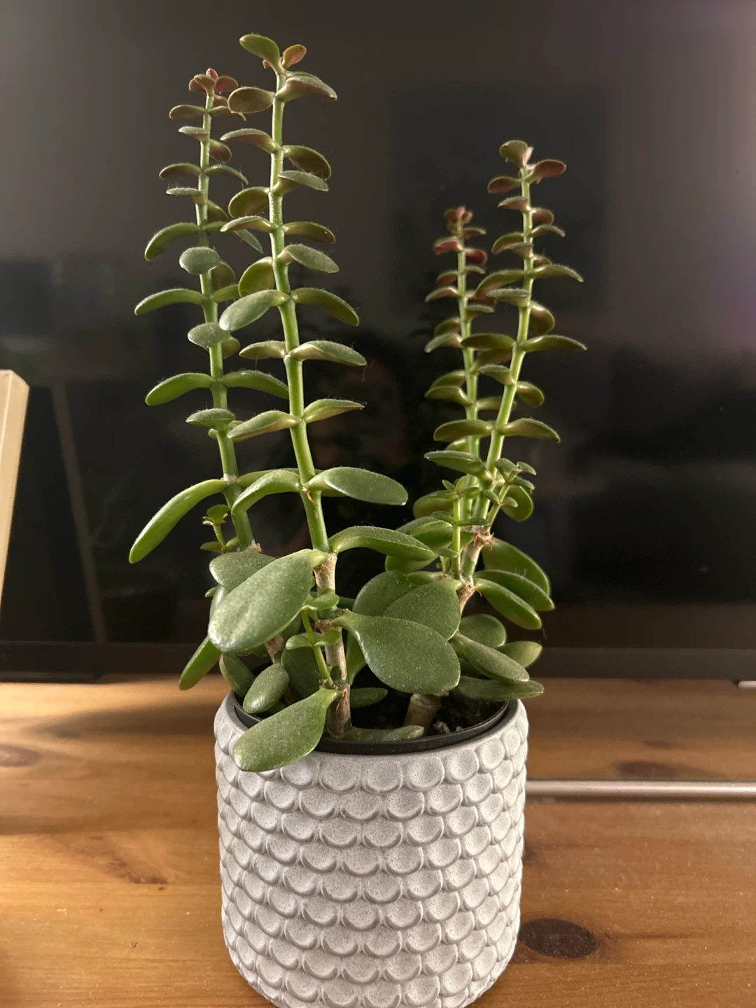 Jade Plant in Textured Grey Pot