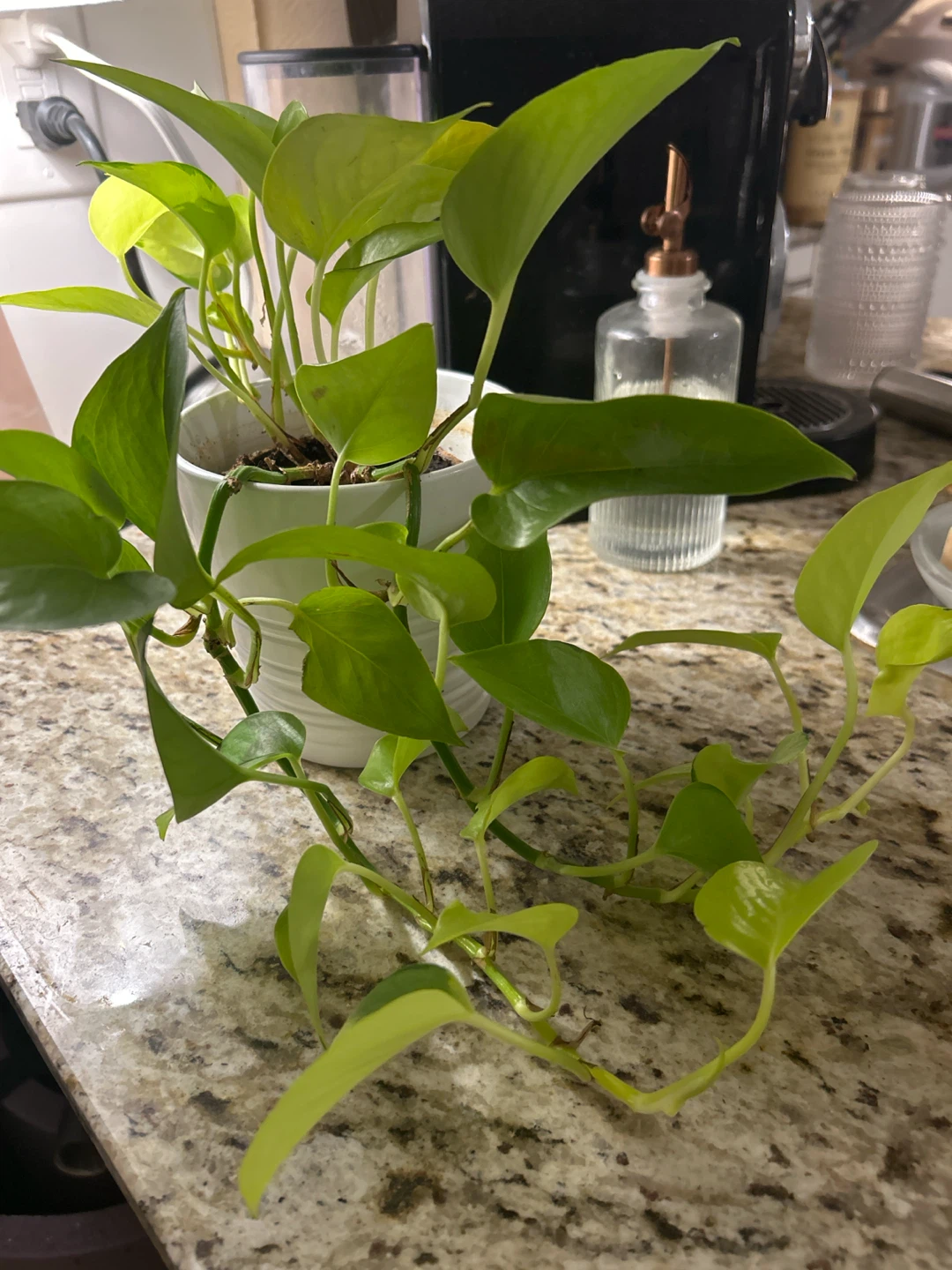 Neon Pothos Plant in White Pot
