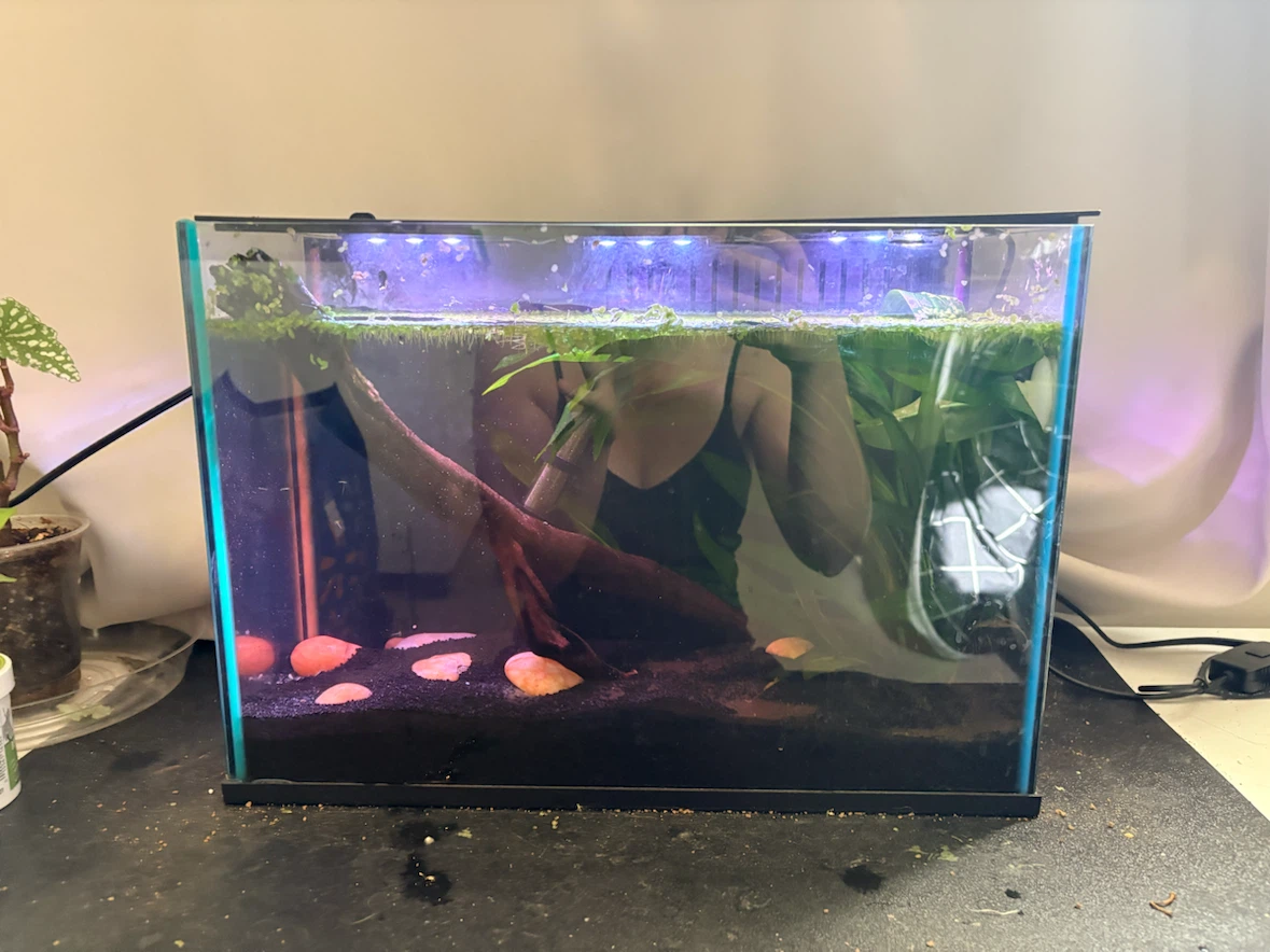 Top Fin Glass Aquarium - photo 2
