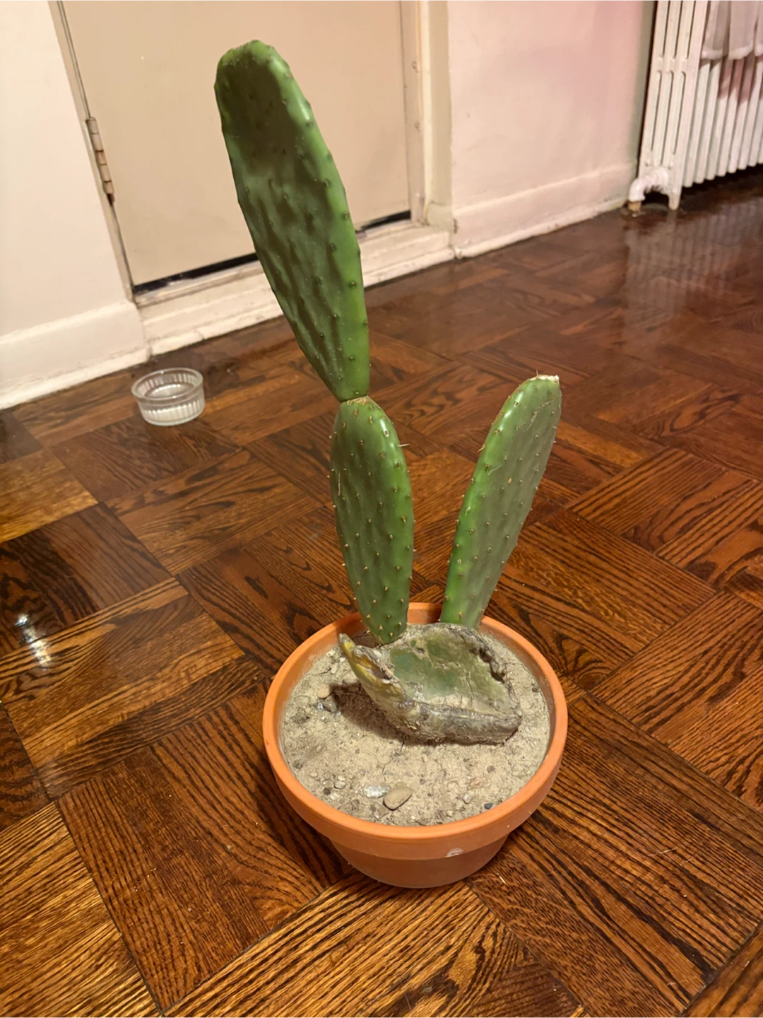 Prickly Pear Cactus in Terracotta Pot