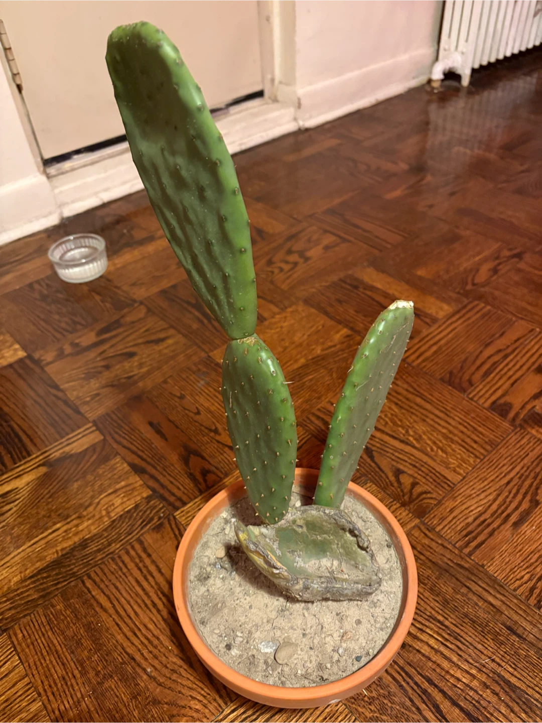 Prickly Pear Cactus in Terracotta Pot - photo 3
