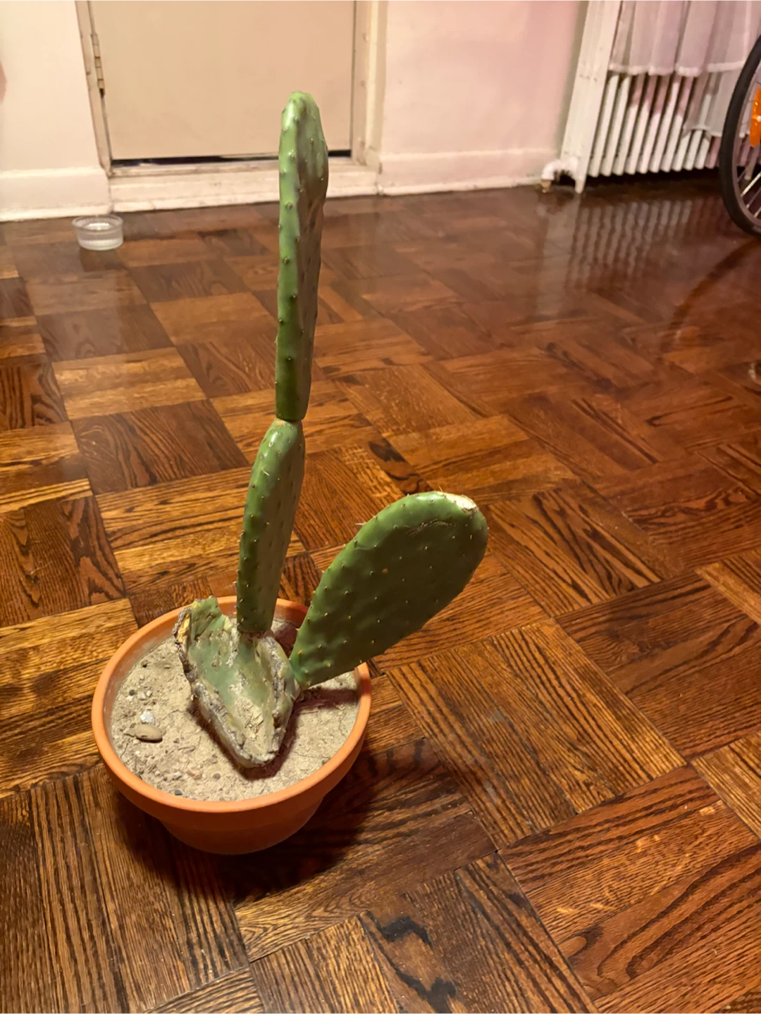 Prickly Pear Cactus in Terracotta Pot - photo 4