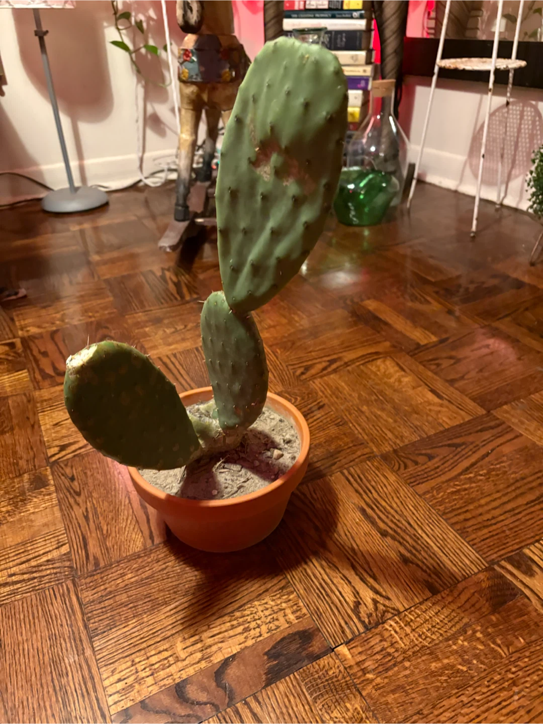 Prickly Pear Cactus in Terracotta Pot - photo 5