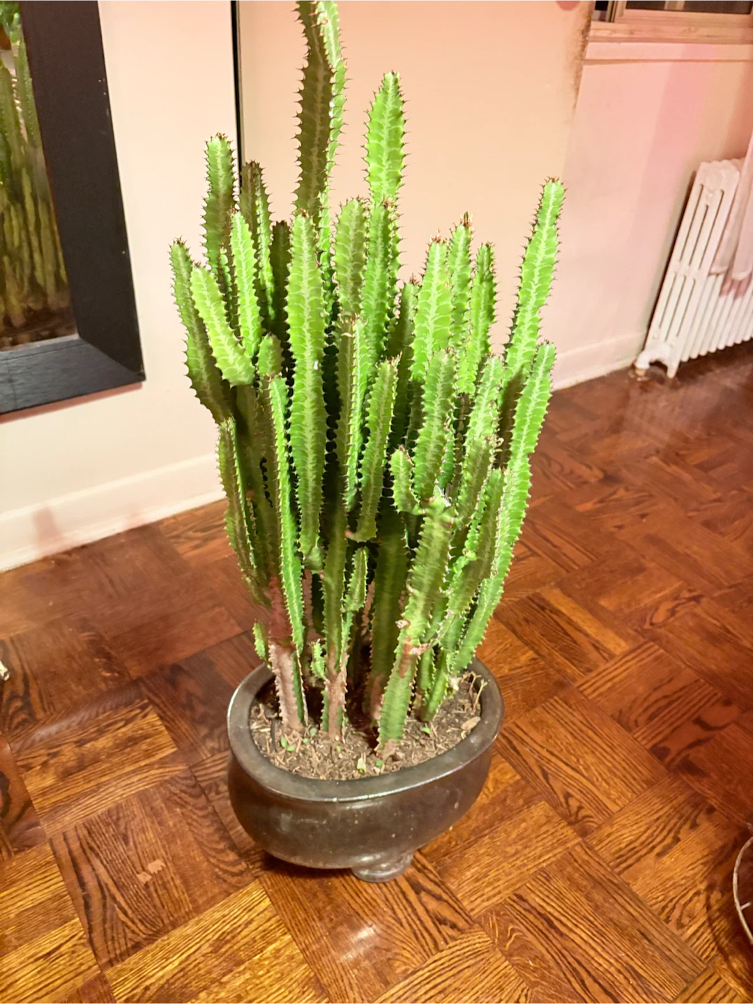 Large Potted African Milk Tree Cactus - photo 2