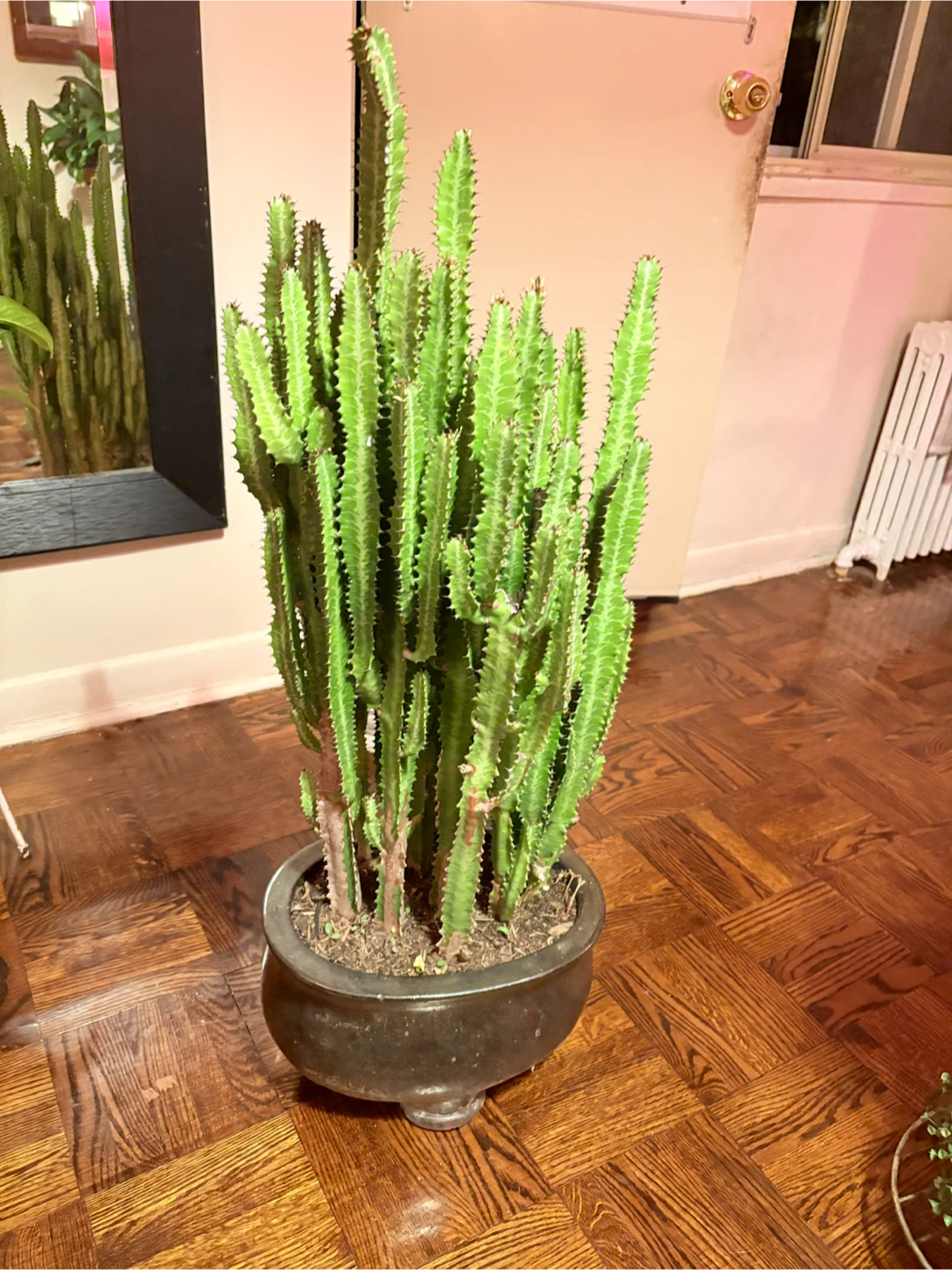 Large Potted African Milk Tree Cactus - photo 3