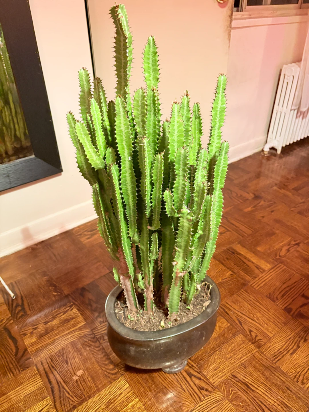 Large Potted African Milk Tree Cactus - photo 4