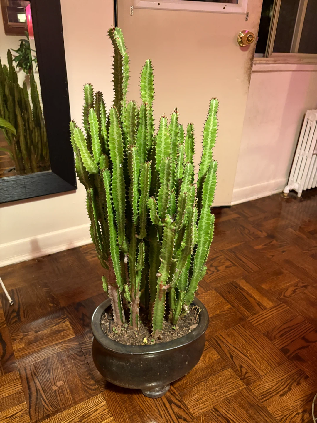 Large Potted African Milk Tree Cactus - photo 5
