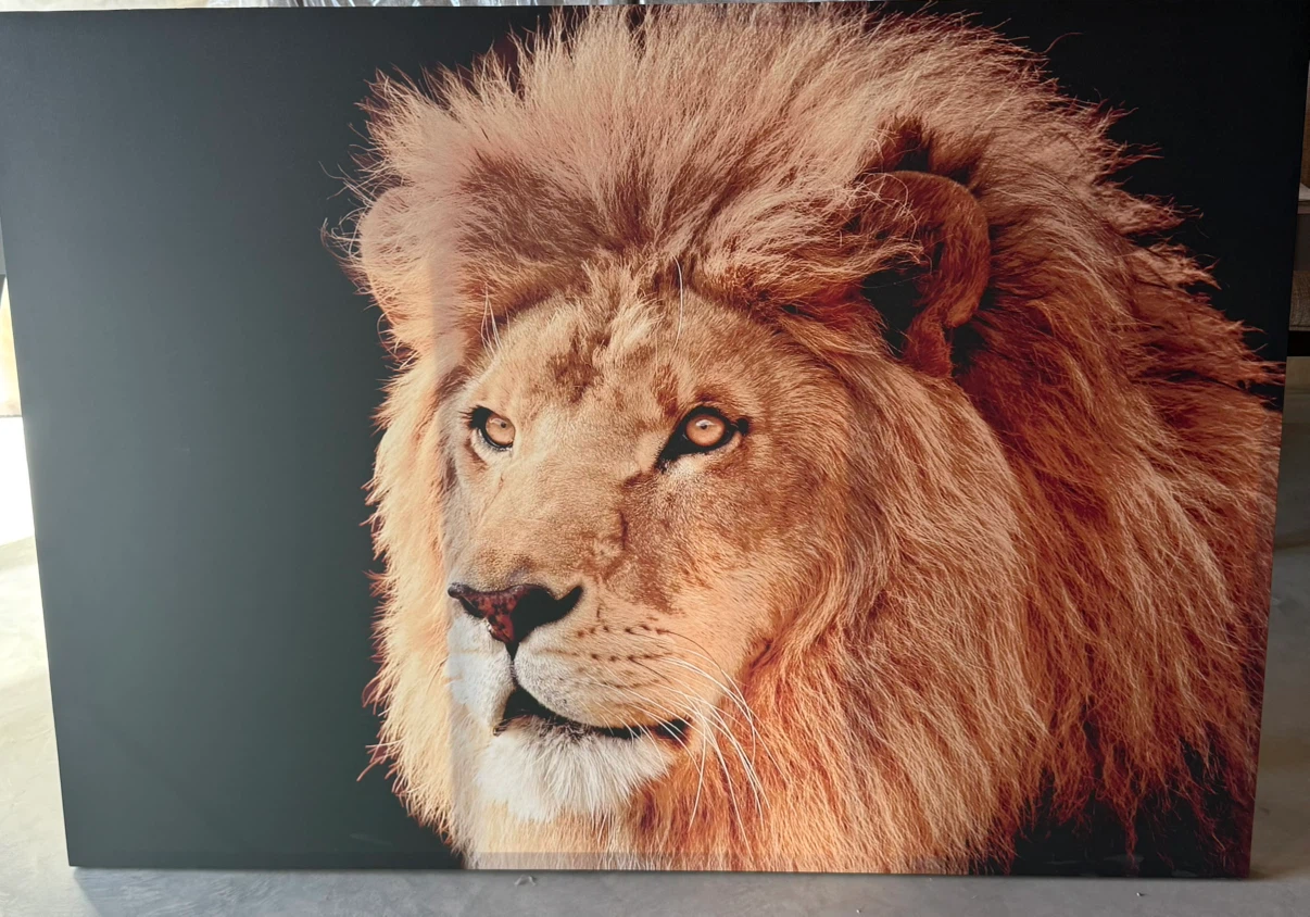 Lion Portrait Canvas Wall Art