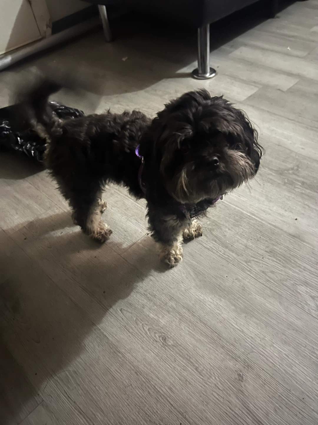 Small black and gray dog harness