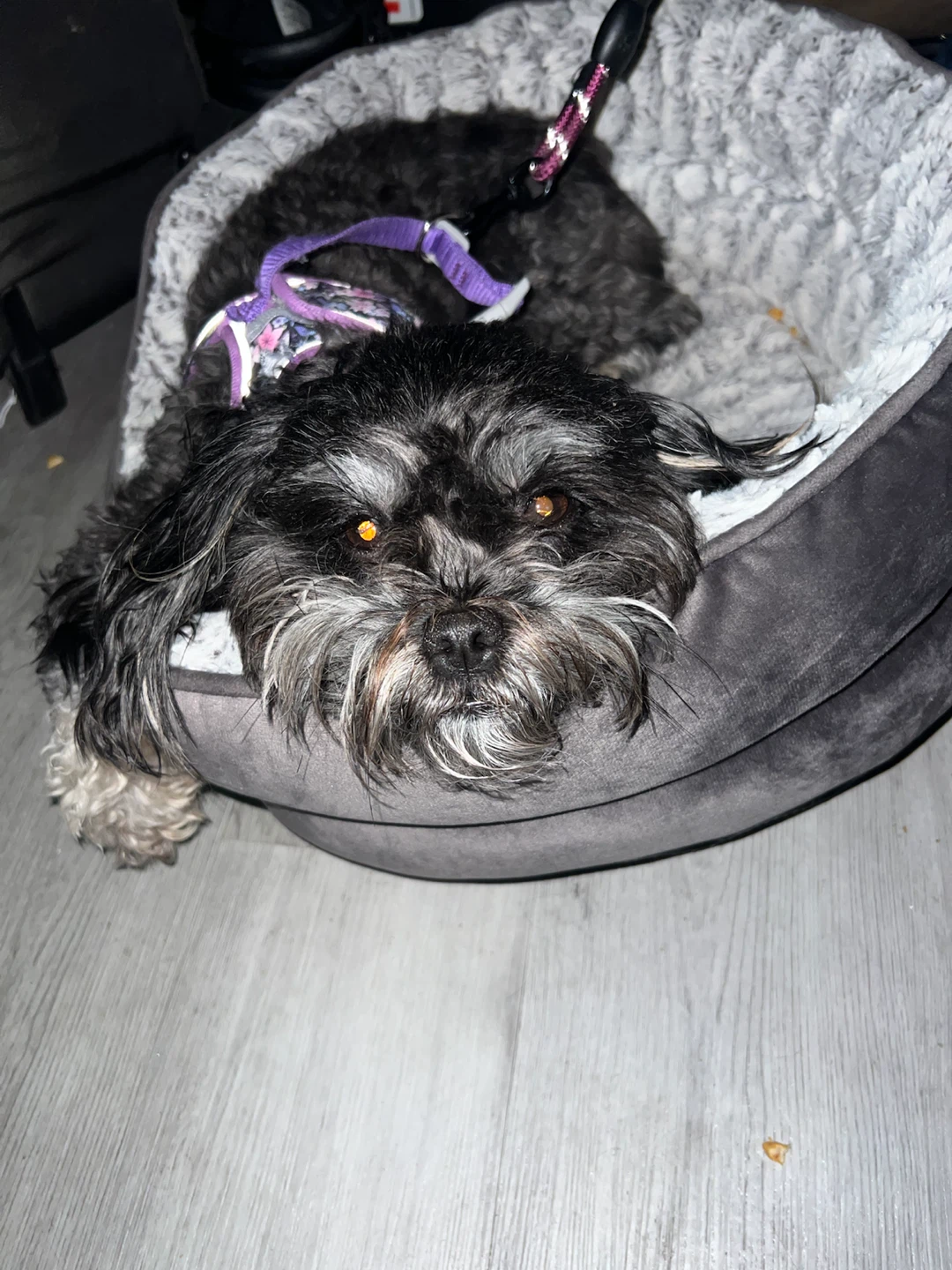 Small black and gray dog harness - photo 3
