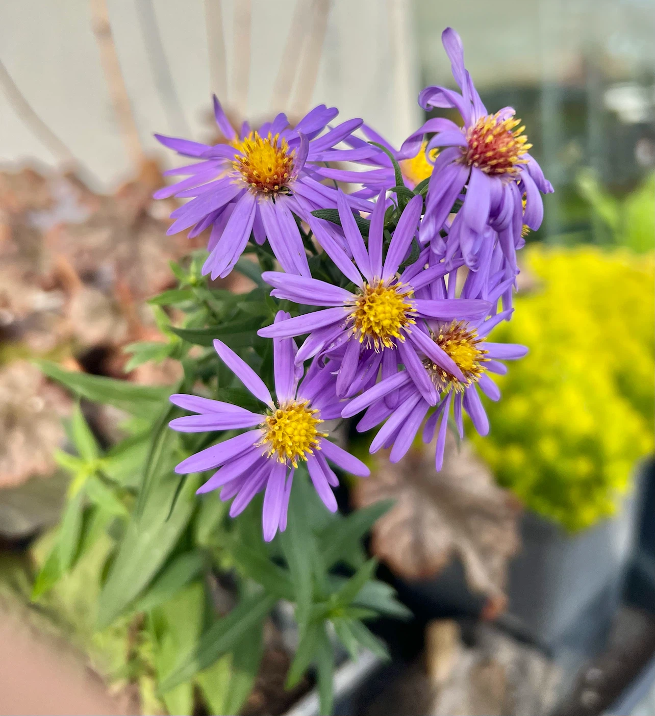 Aster plant, lavender color flower