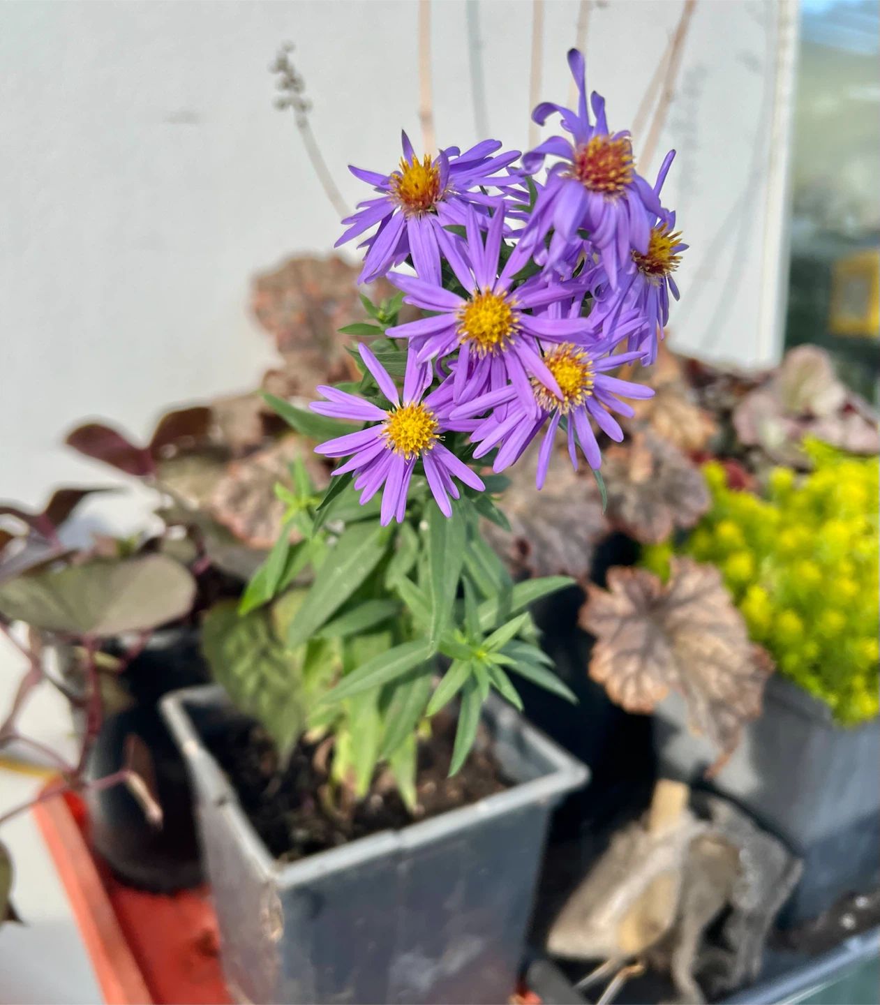 Aster plant, lavender color flower - photo 2