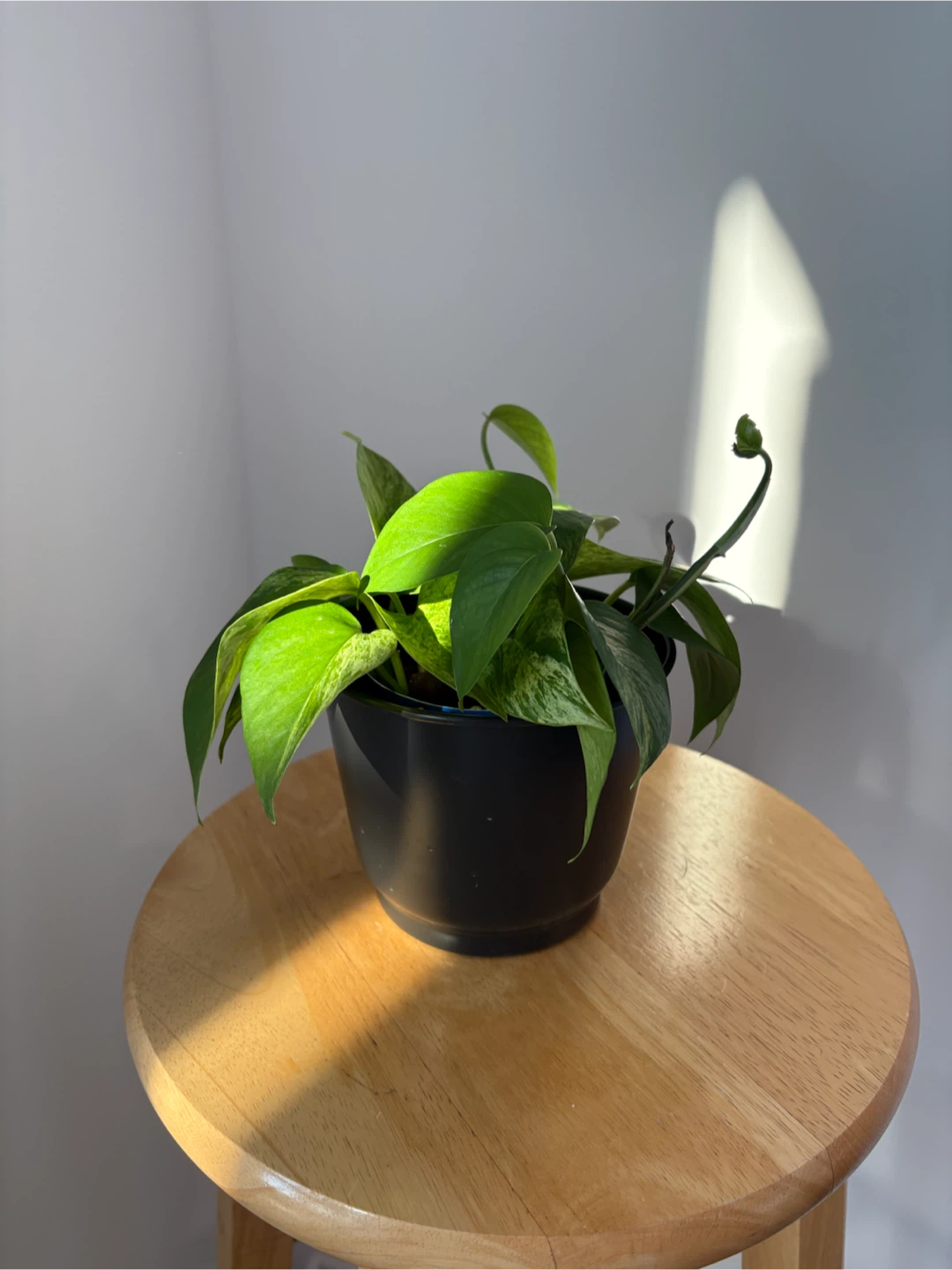 Pothos plant