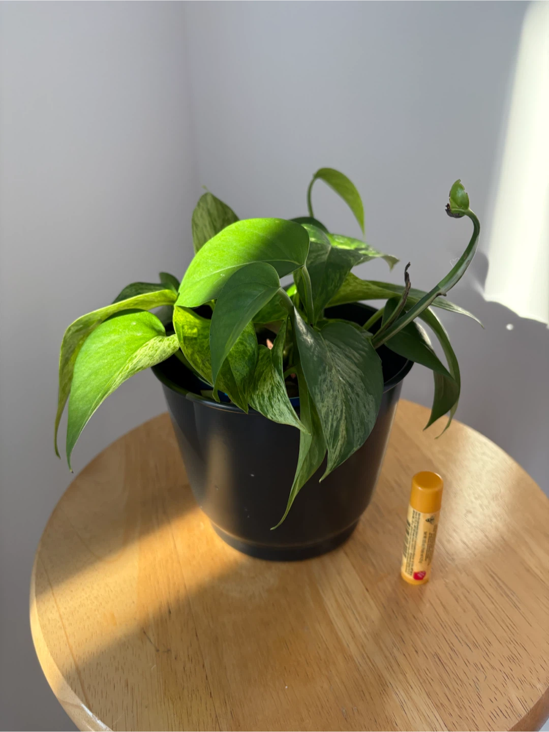Pothos plant - photo 2