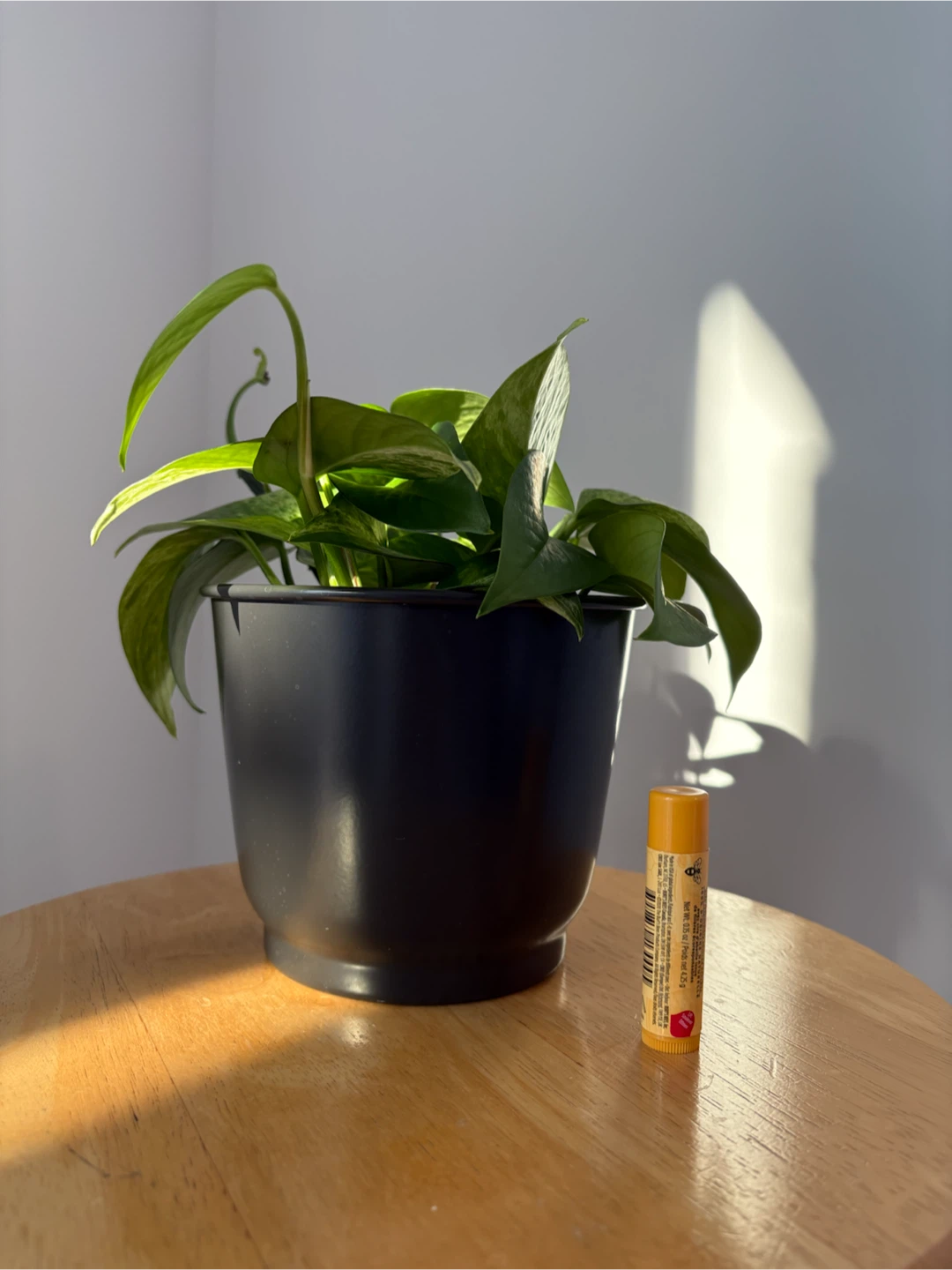 Pothos plant - photo 3