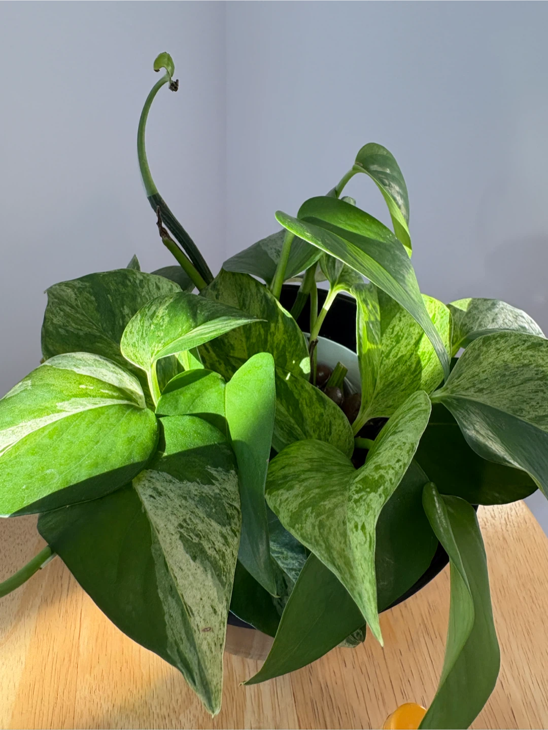 Pothos plant - photo 4