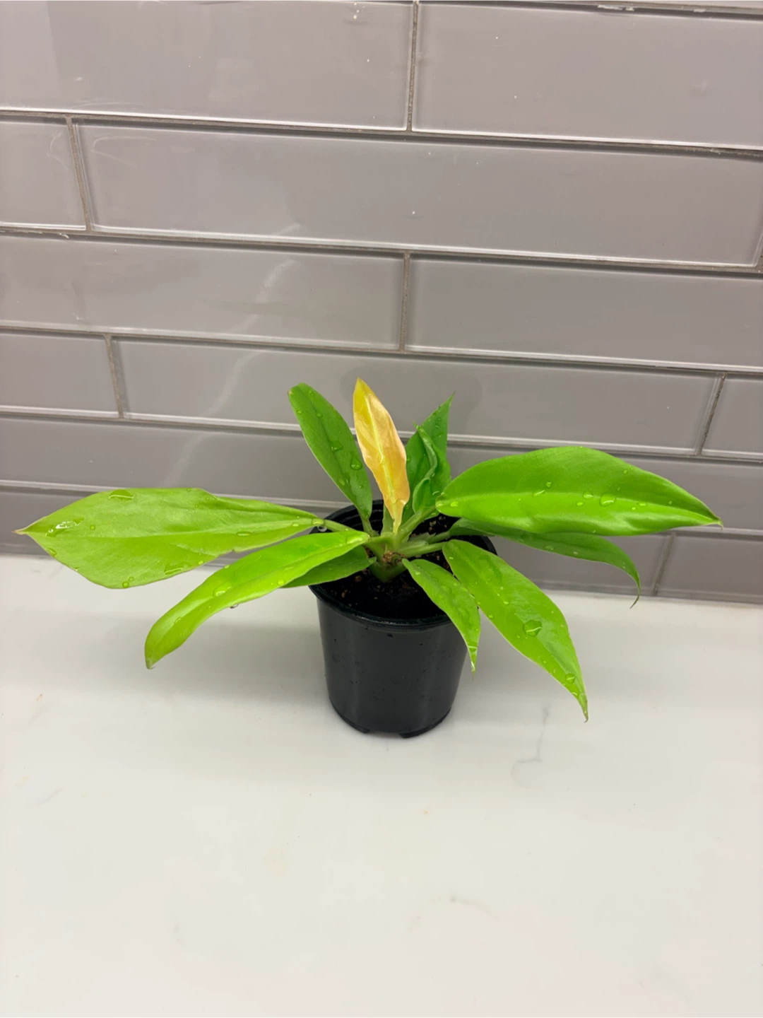 Philodendron Moonlight Houseplant