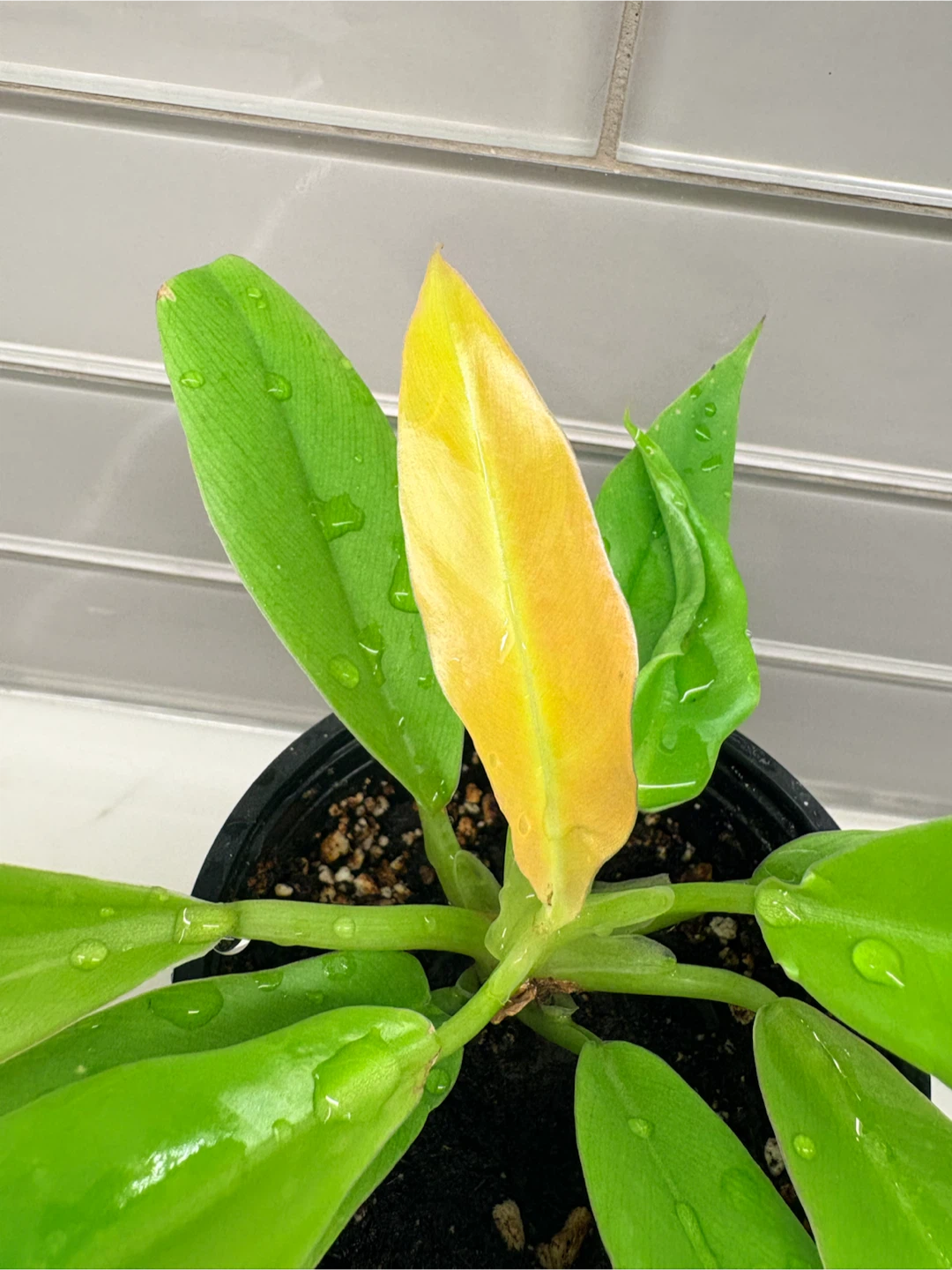 Philodendron Moonlight Houseplant - photo 2