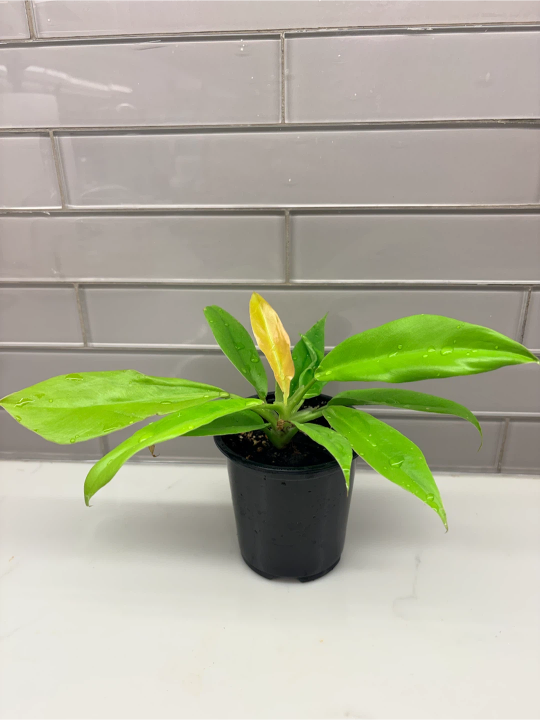 Philodendron Moonlight Houseplant - photo 3