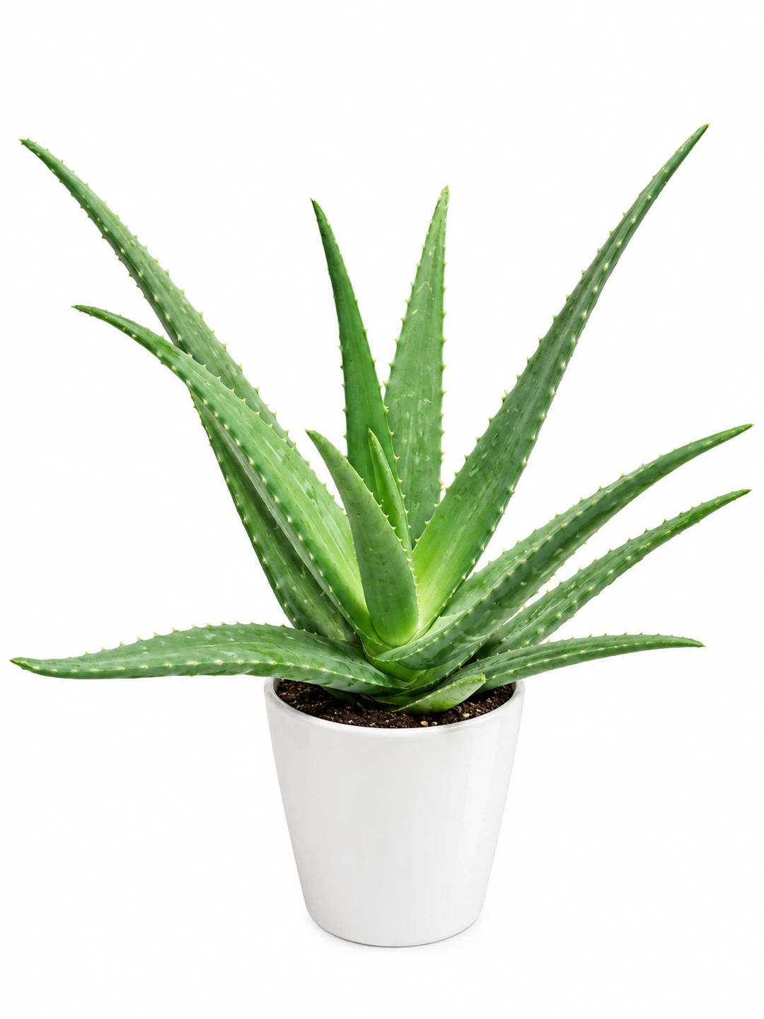 Aloe Vera Plant in White Pot-6”