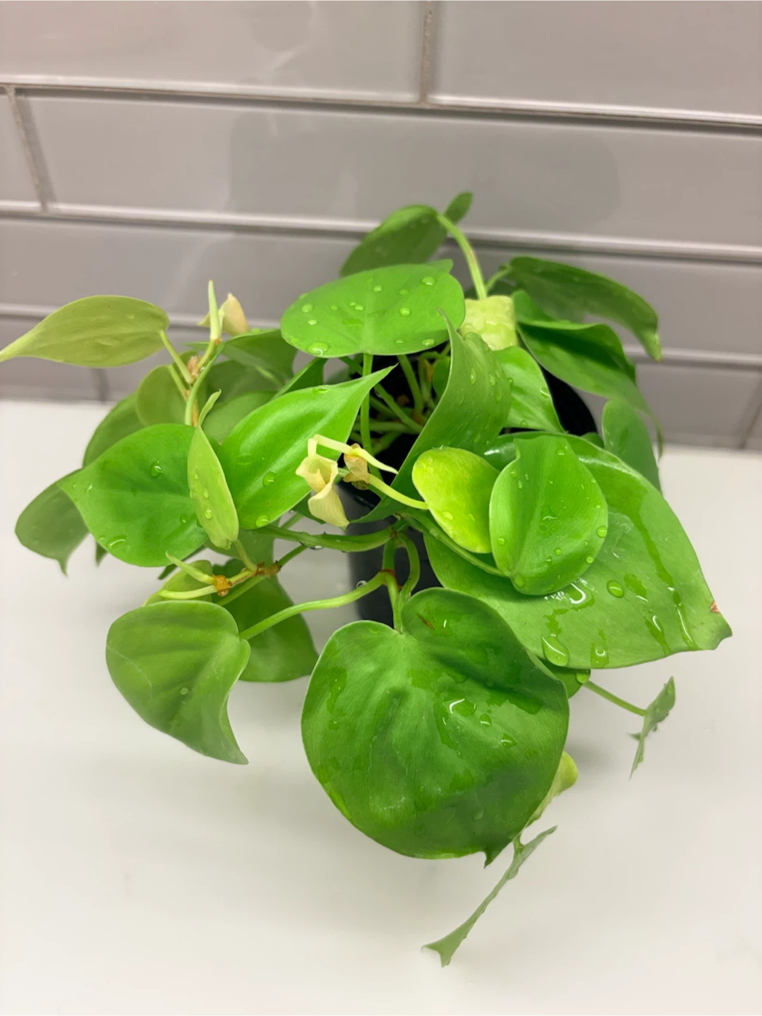 Philodendron Lemon Lime Houseplant