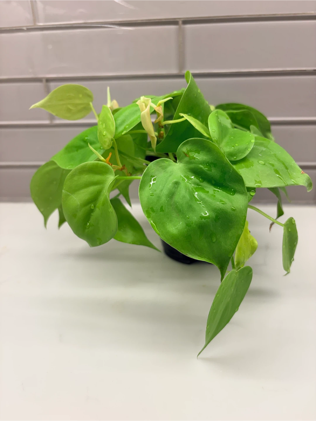 Philodendron Lemon Lime Houseplant - photo 2
