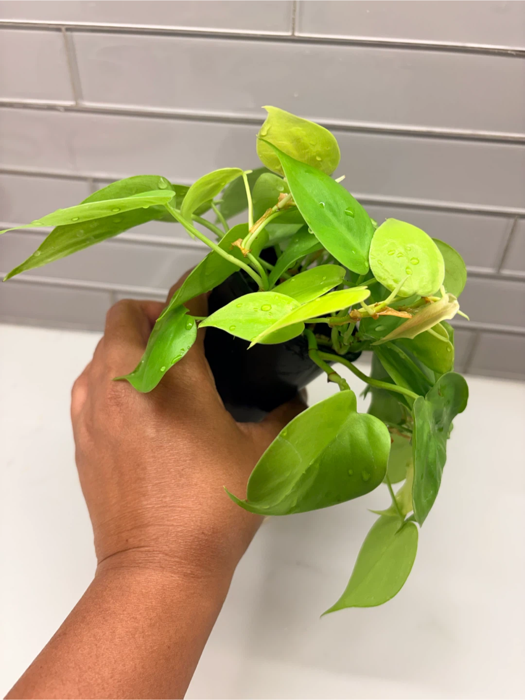 Philodendron Lemon Lime Houseplant - photo 3