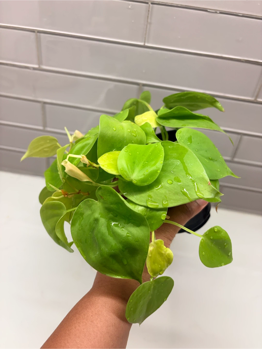 Philodendron Lemon Lime Houseplant - photo 4