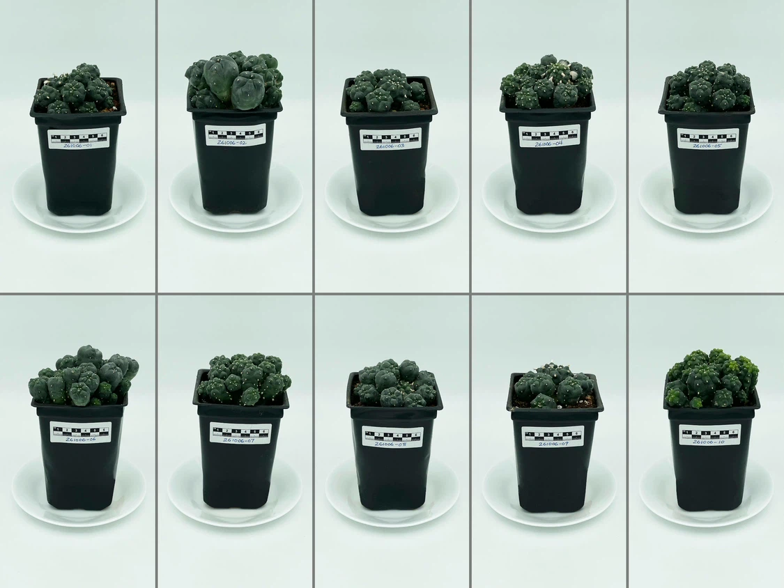 Lophophora Williamsii (Peyote) Cactus