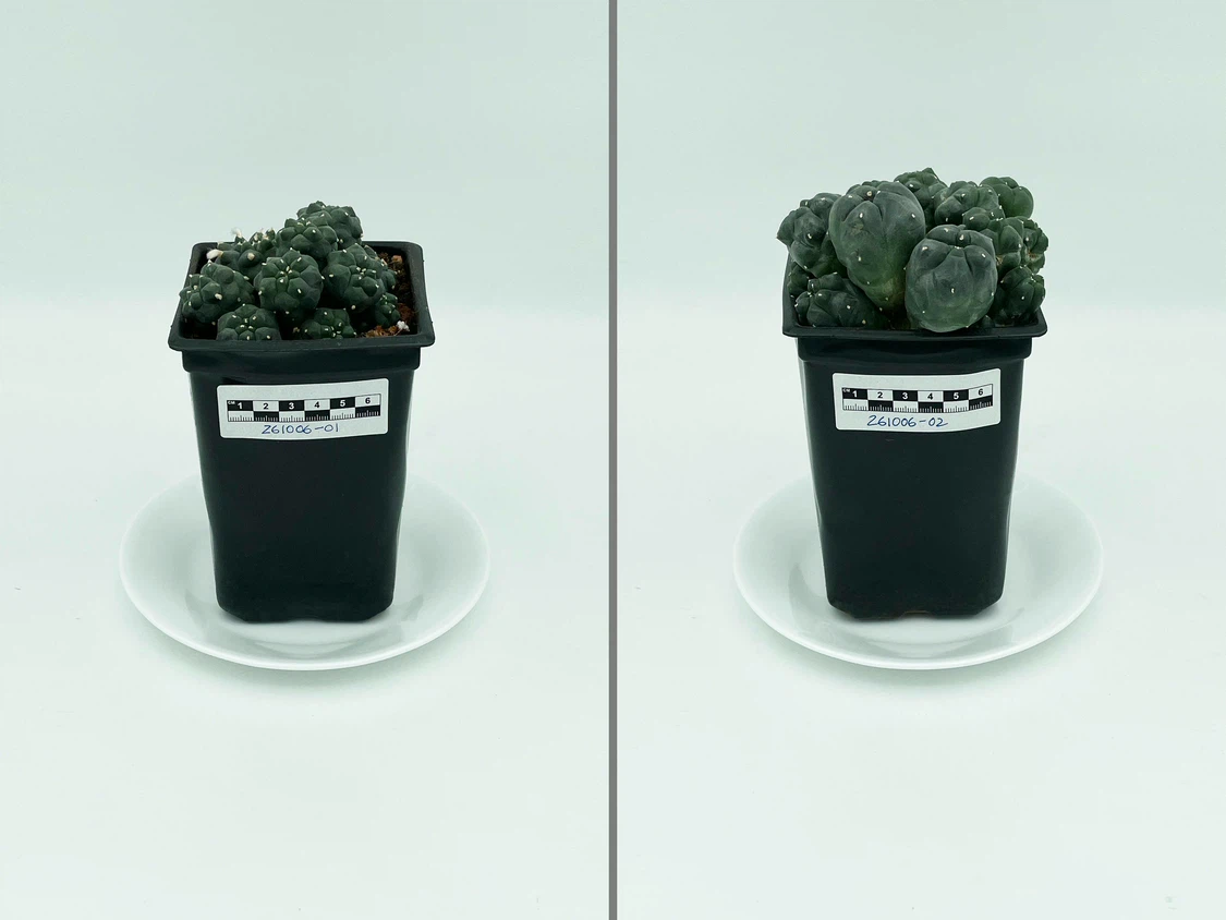 Lophophora Williamsii (Peyote) Cactus - photo 2